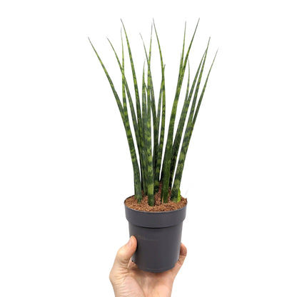 Sansevieria Fernwood - African Spear Leaf Culture