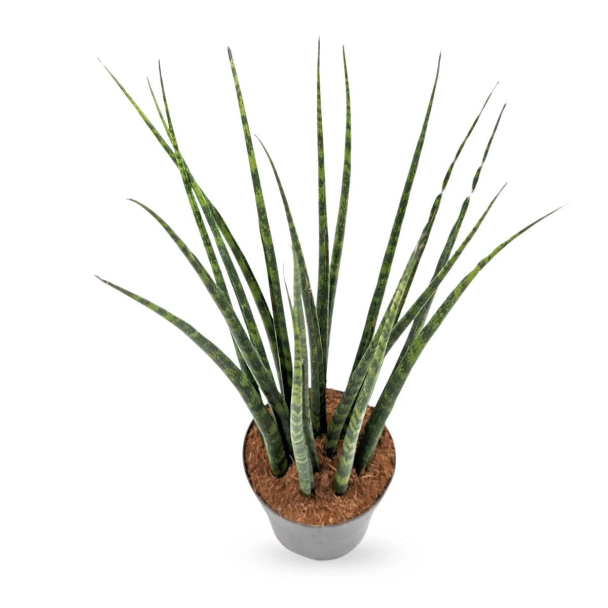 Sansevieria Fernwood - African Spear Leaf Culture