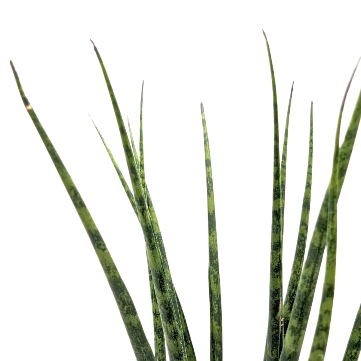 Sansevieria Fernwood - African Spear Leaf Culture