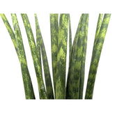 Sansevieria Fernwood - African Spear Leaf Culture