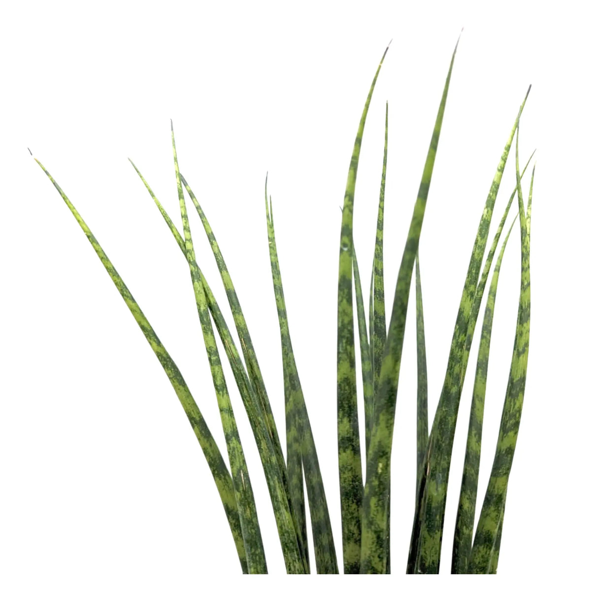 Sansevieria Fernwood - African Spear Leaf Culture