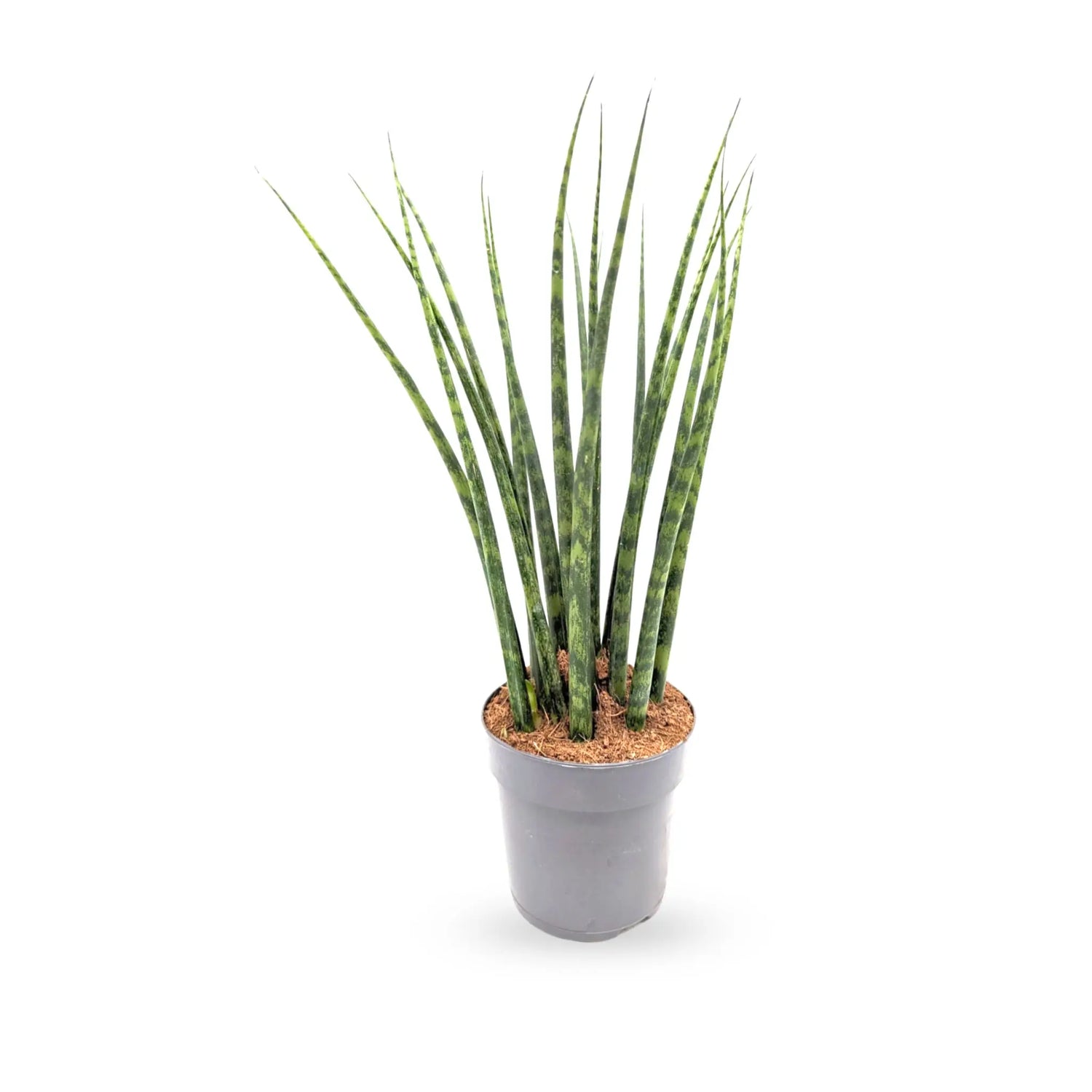 Sansevieria Fernwood - African Spear Leaf Culture