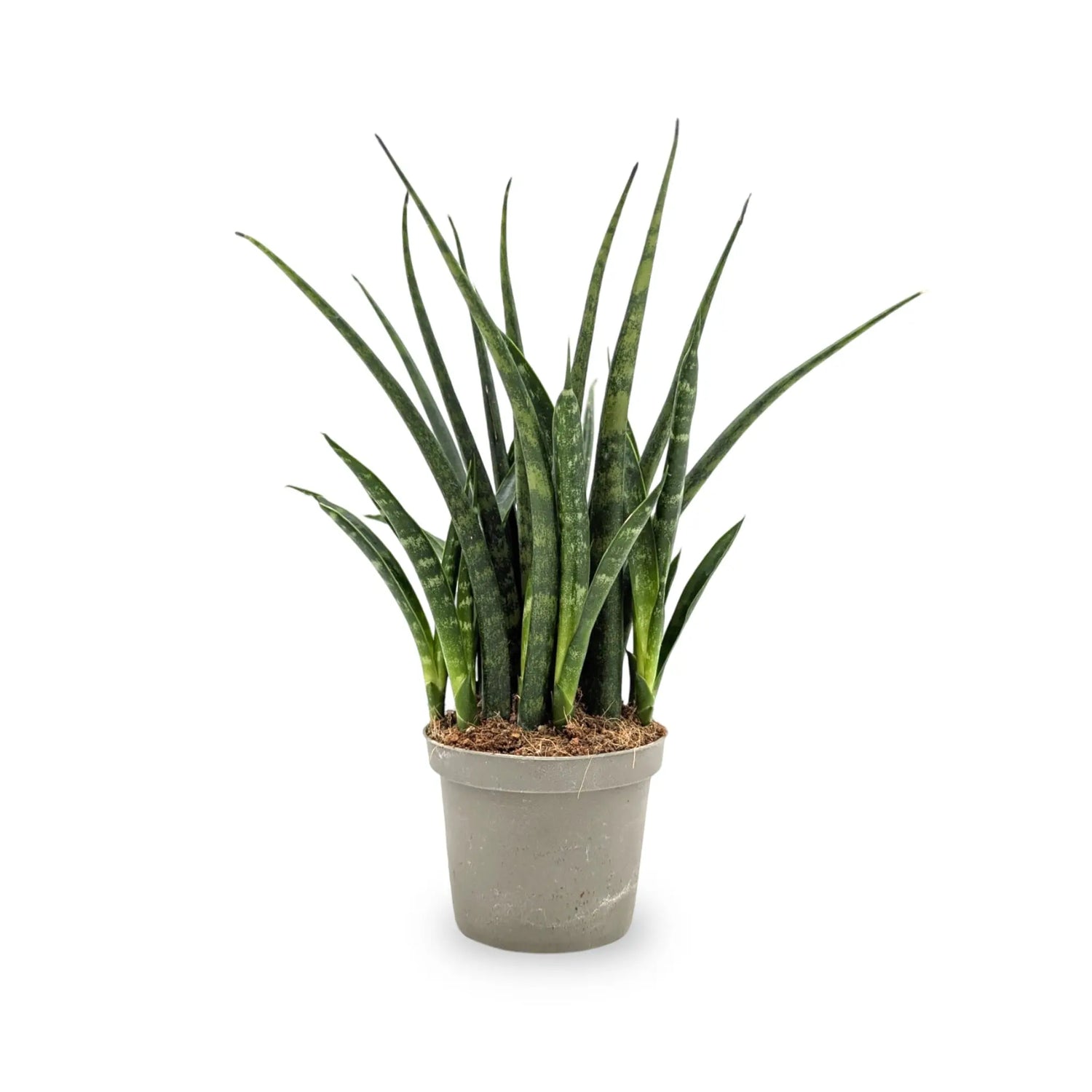 Sansevieria Fernwood - African Spear Leaf Culture