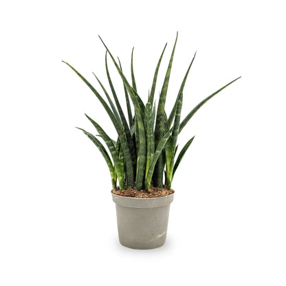 Sansevieria Fernwood - African Spear Leaf Culture