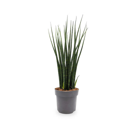 Sansevieria Fernwood - African Spear Leaf Culture