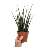 Sansevieria Fernwood - African Spear Leaf Culture