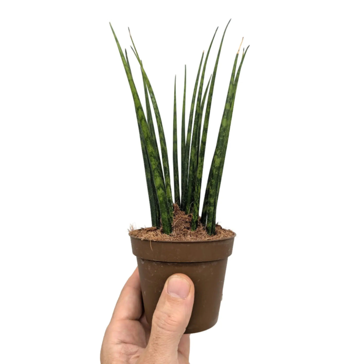 Sansevieria Fernwood - African Spear Leaf Culture