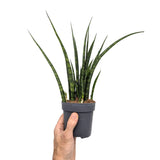 Sansevieria Fernwood - African Spear Leaf Culture