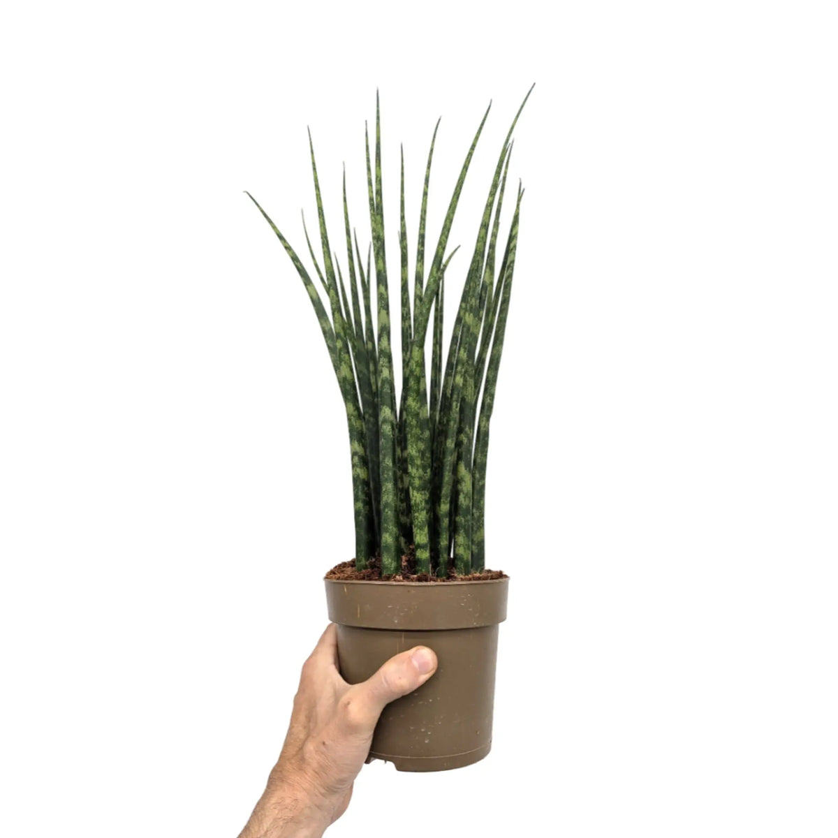 Sansevieria Fernwood - African Spear Leaf Culture