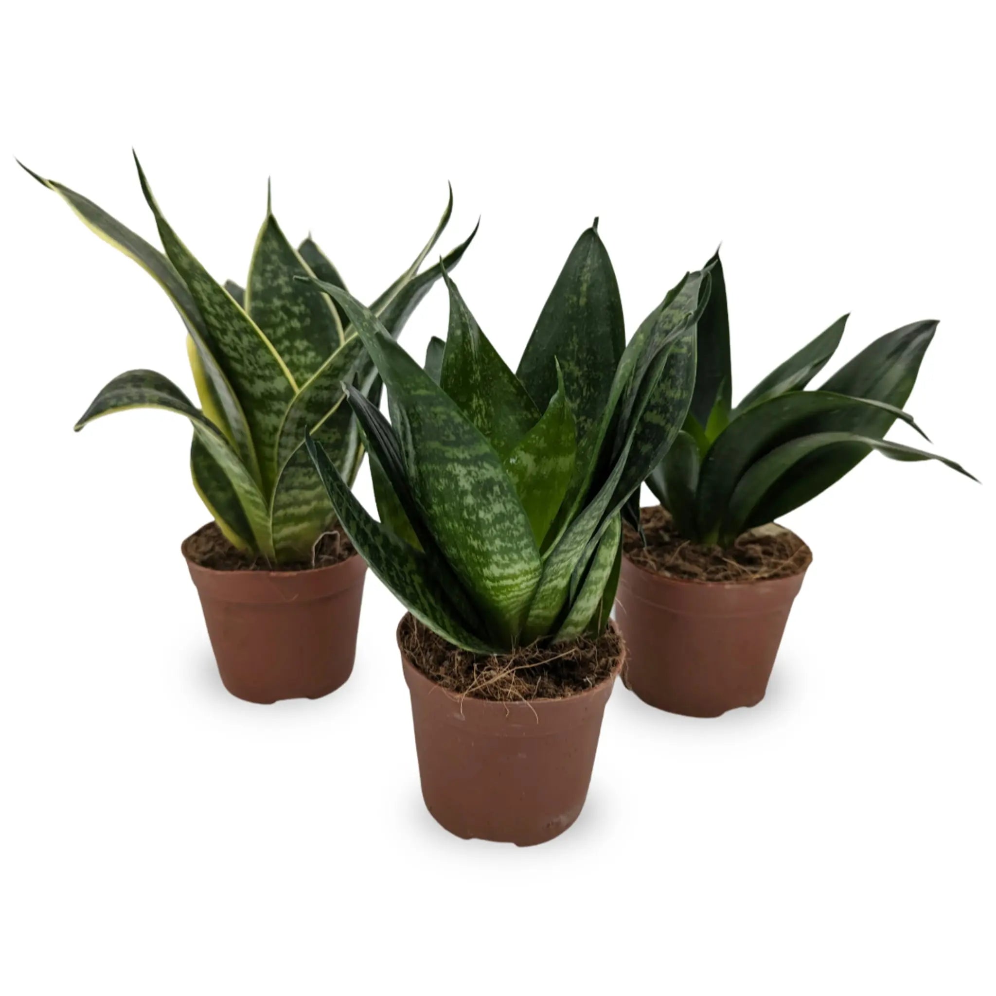 Sansevieria Hahnii Varieties (Dwarf Snake Plant) - 9cm pot Leaf Culture