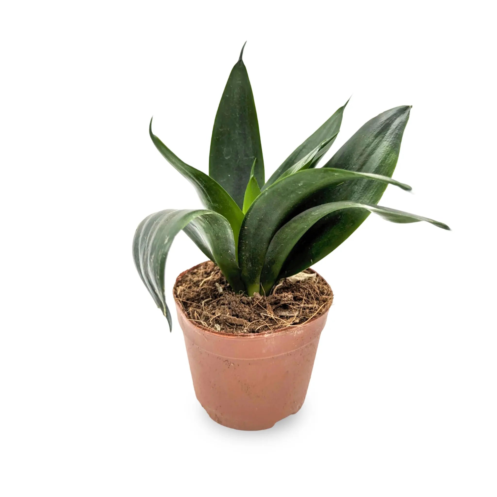 Sansevieria Hahnii Varieties (Dwarf Snake Plant) - 9cm pot Leaf Culture