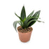 Sansevieria Hahnii Varieties (Dwarf Snake Plant) - 9cm pot Leaf Culture