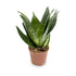 Sansevieria Hahnii Varieties (Dwarf Snake Plant) - 9cm pot Leaf Culture