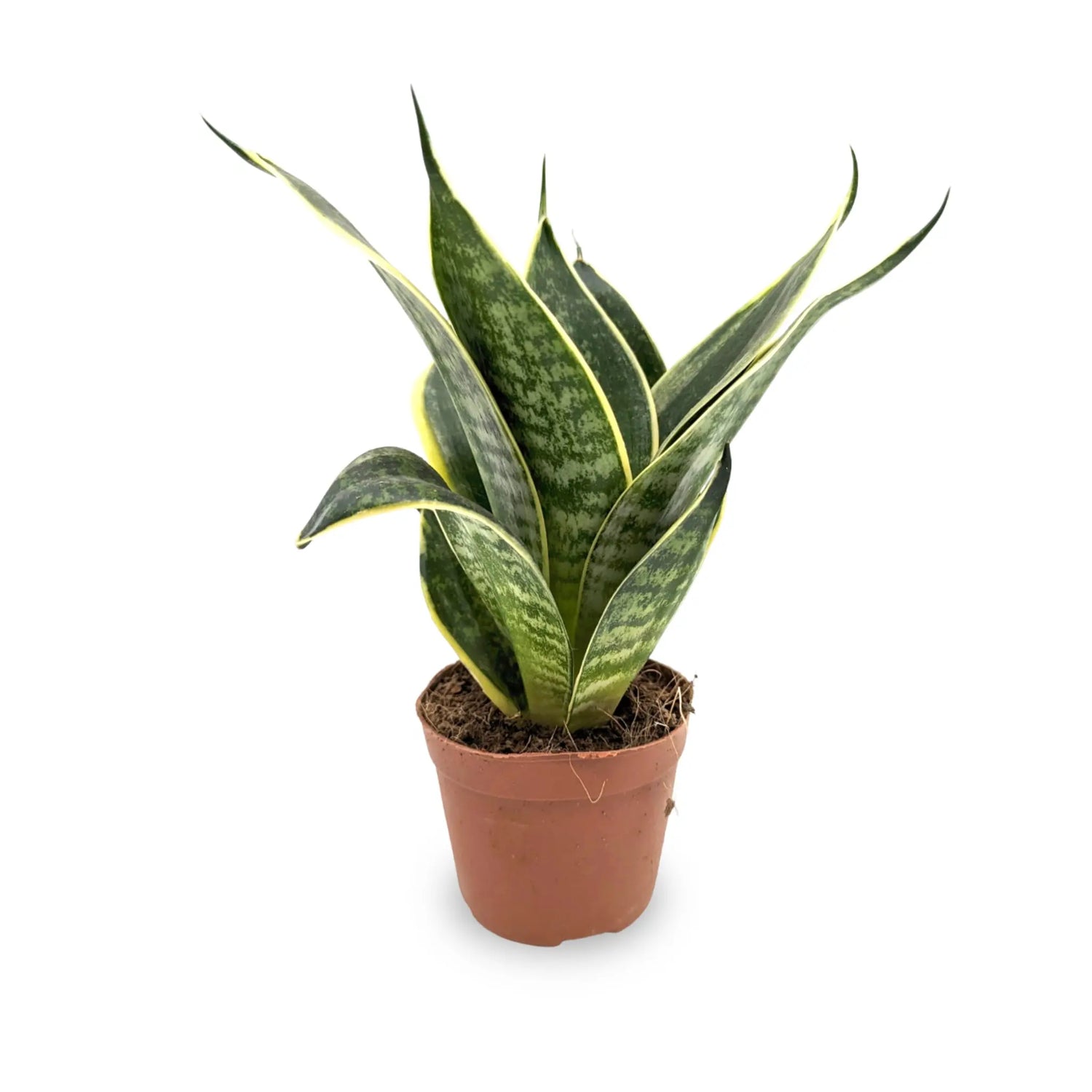 Sansevieria Hahnii Varieties (Dwarf Snake Plant) - 9cm pot Leaf Culture