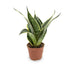 Sansevieria Hahnii Varieties (Dwarf Snake Plant) - 9cm pot Leaf Culture