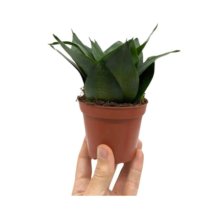 Sansevieria Hahnii Varieties (Dwarf Snake Plant) - 9cm pot Leaf Culture