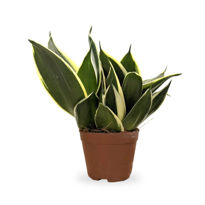 Sansevieria Hahnii Varieties (Dwarf Snake Plant) - 9cm pot Leaf Culture