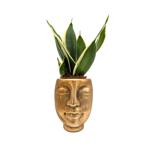 Sansevieria Including Golden Pot
