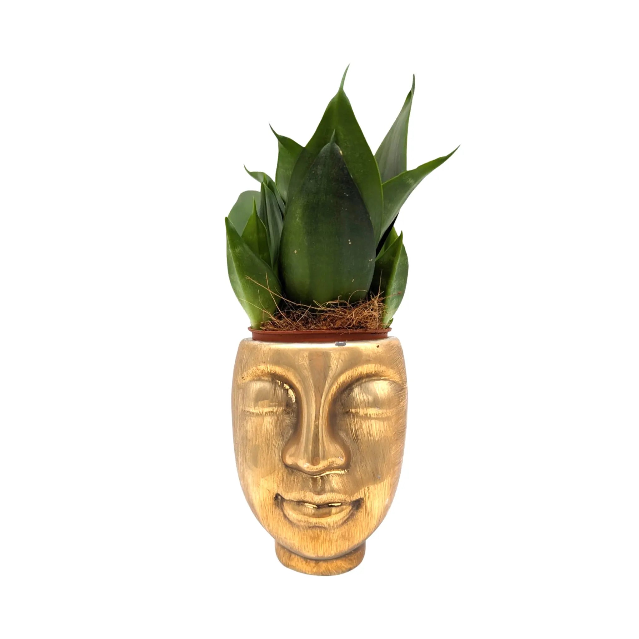 Sansevieria in Golden Pot | Snake Plant - Ready-to-Display Gift