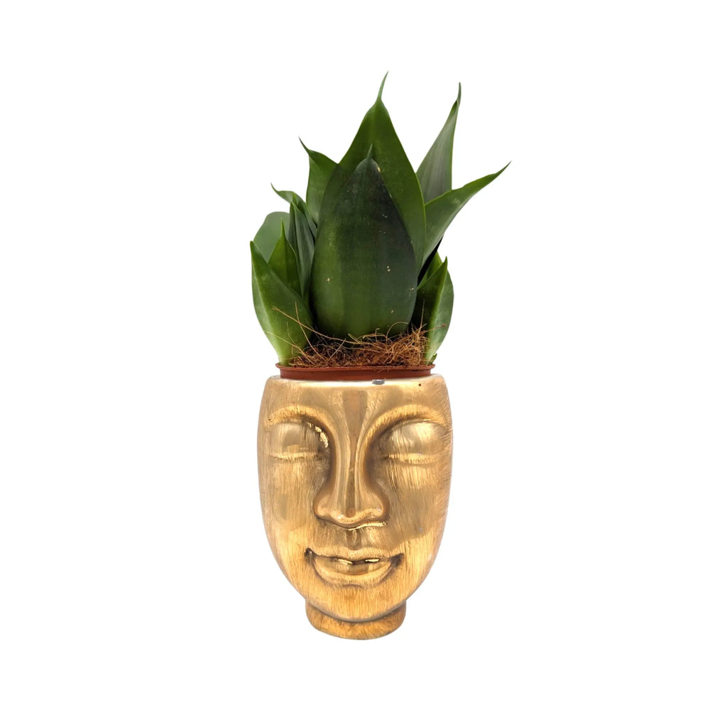 Sansevieria Including Golden Pot_2_main