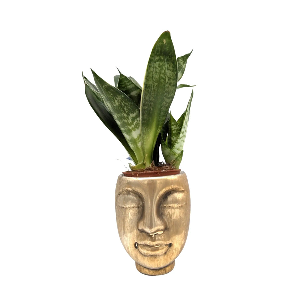 Sansevieria Including Golden Pot_3_main