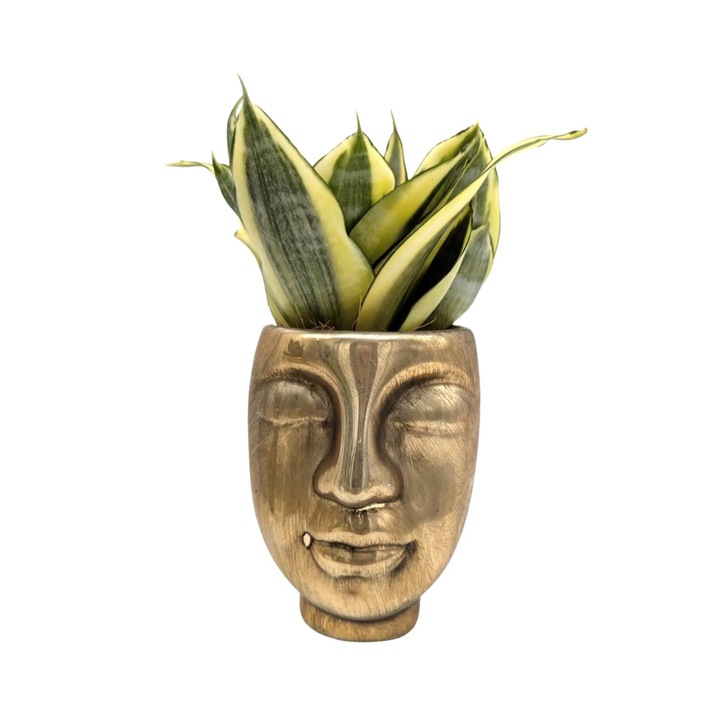 Sansevieria Including Golden Pot_4_main