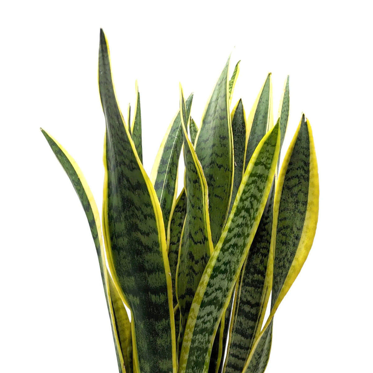 lorenti snake plant Sansevieria Laurentii | Snake Plant - Air Purifying Houseplant