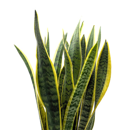 Sansevieria Laurenti -  Snake Plant Leaf Culture