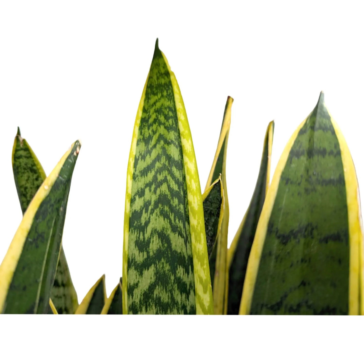 Sansevieria Laurenti -  Snake Plant Leaf Culture