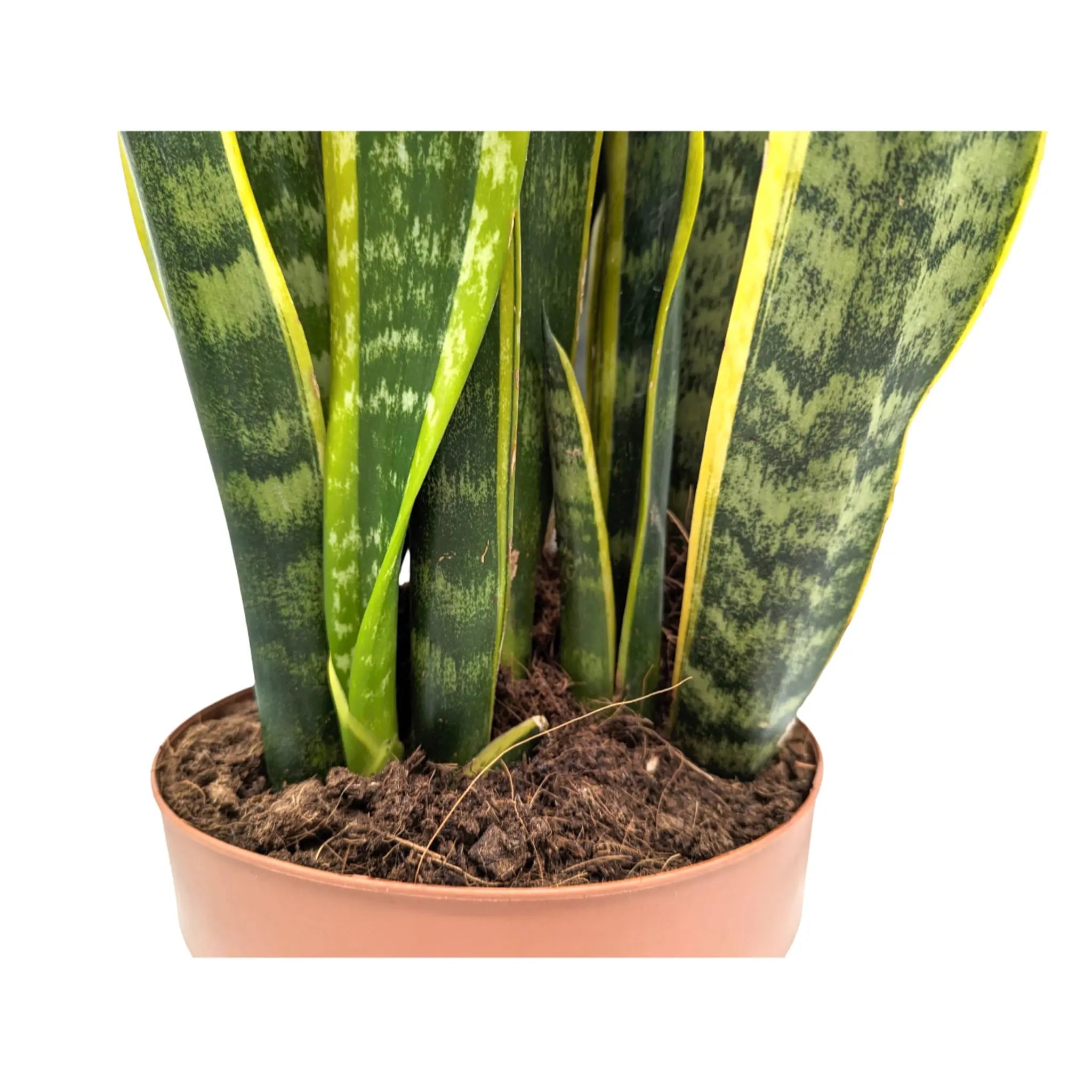 Sansevieria Laurenti -  Snake Plant Leaf Culture