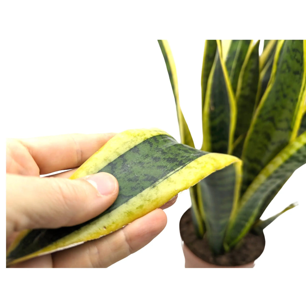 lorenti snake plant Sansevieria Laurentii | Snake Plant - Air Purifying Houseplant