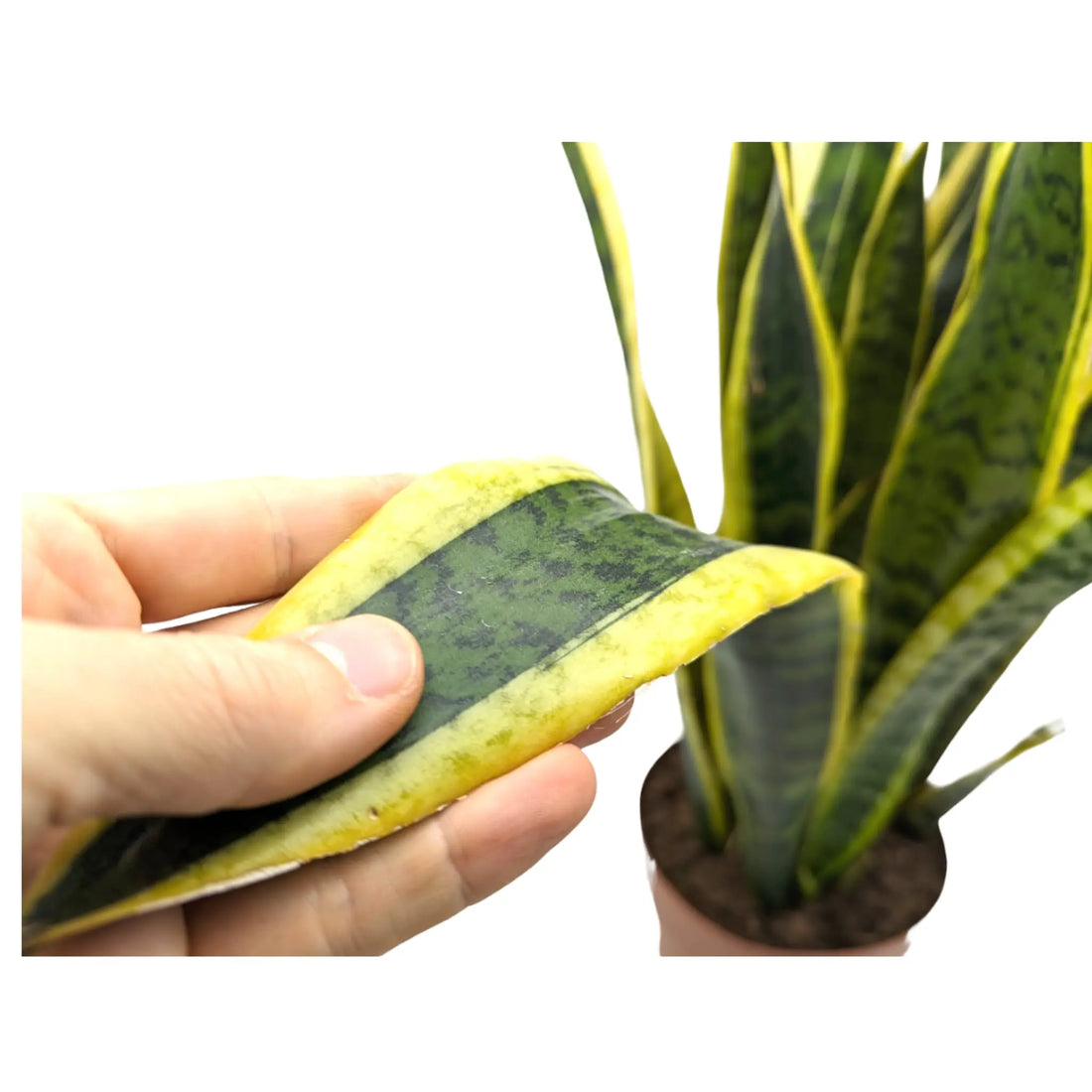 Sansevieria Laurenti -  Snake Plant Leaf Culture