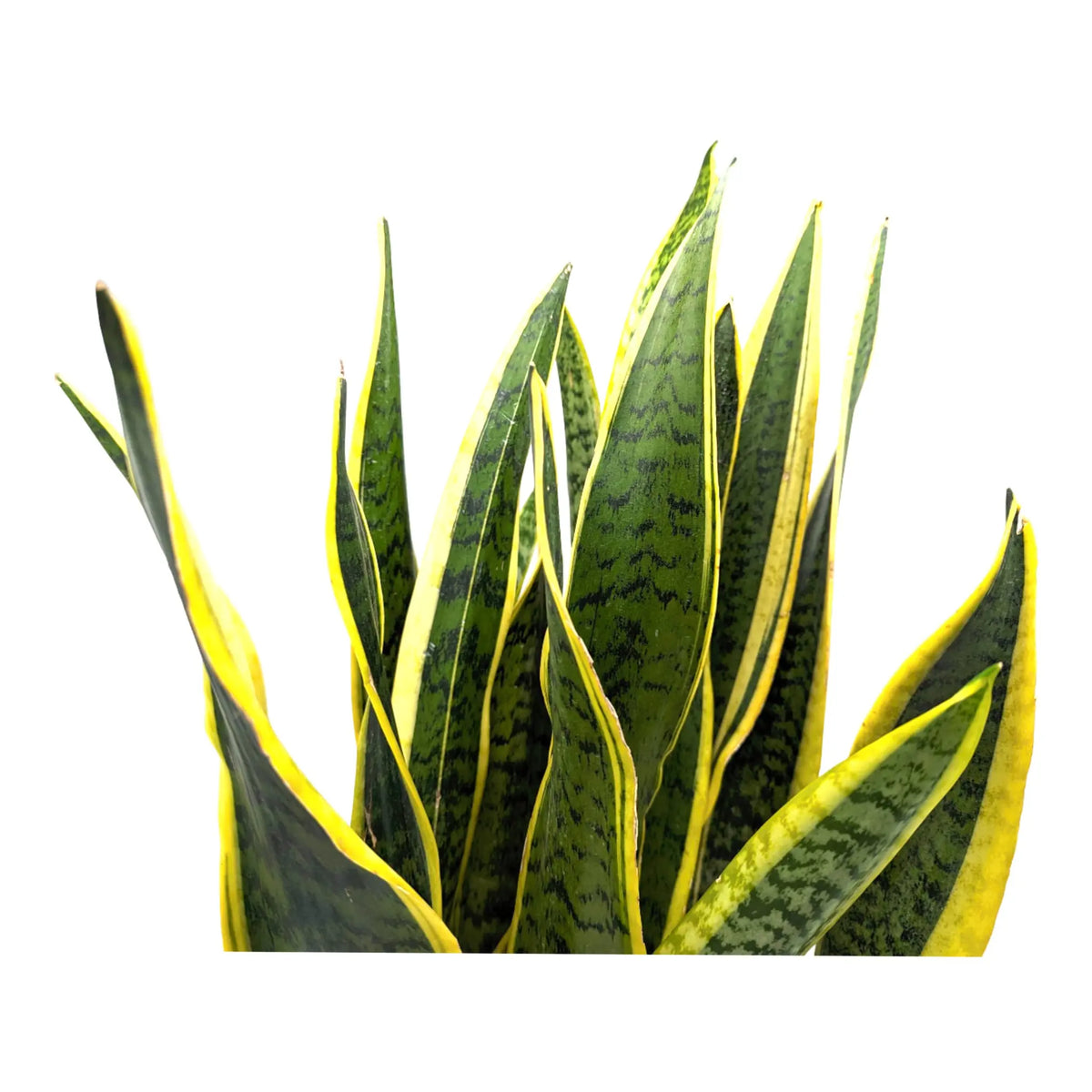 laurenti snake plant Sansevieria Laurentii | Snake Plant - Air Purifying Houseplant