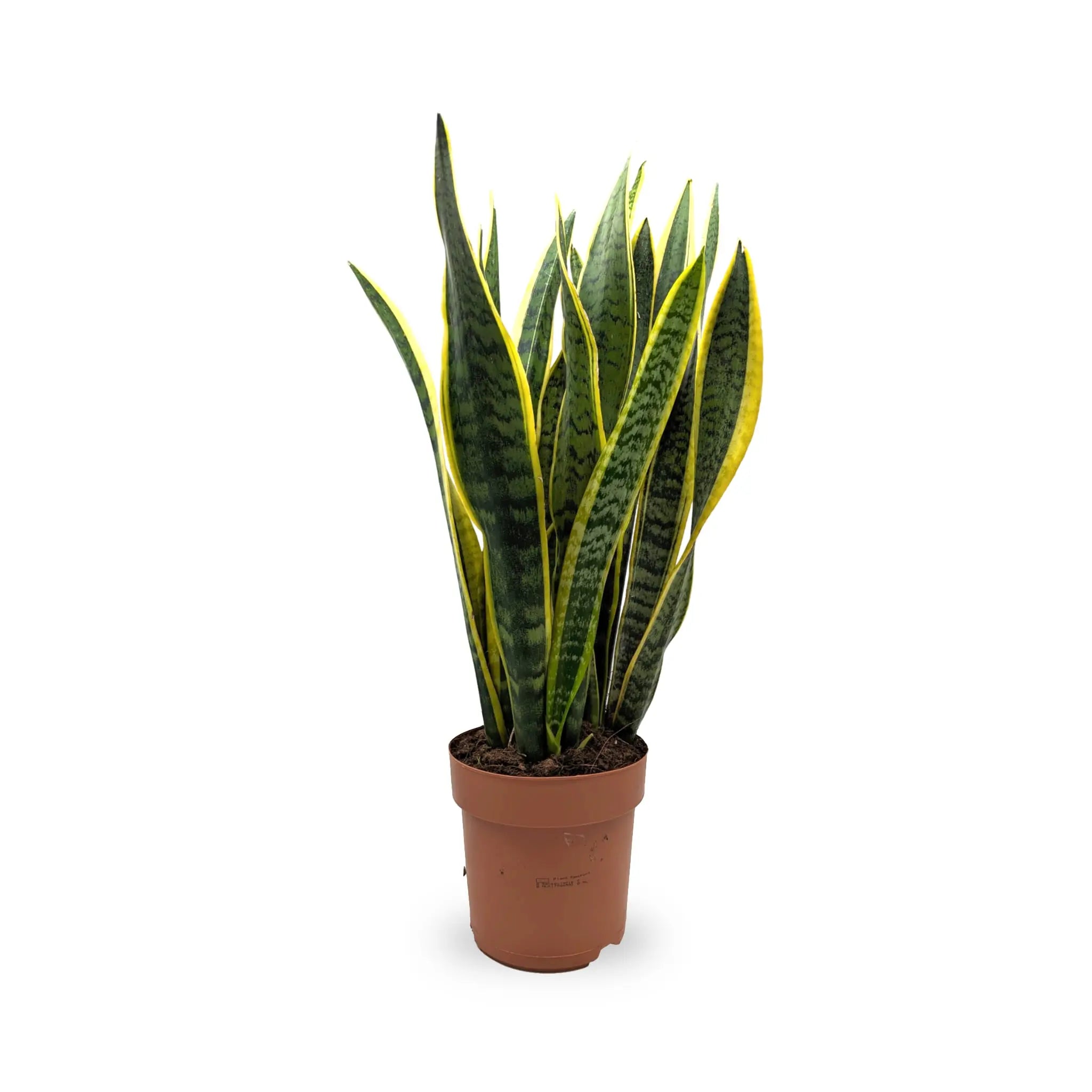 Sansevieria Laurenti -  Snake Plant Leaf Culture