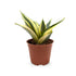 Sansevieria Laurenti -  Snake Plant Leaf Culture