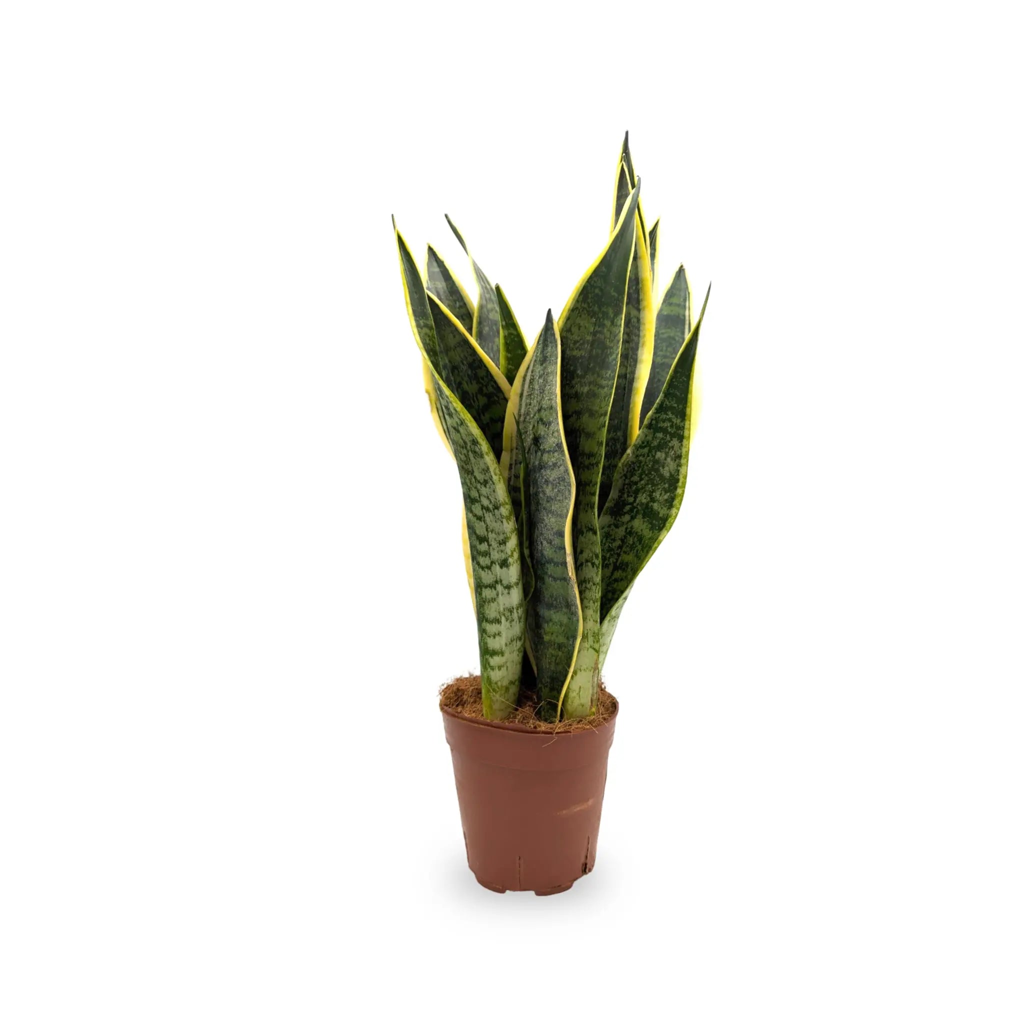 Sansevieria Laurenti -  Snake Plant Leaf Culture