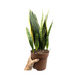 Sansevieria laurentii - Snake Plant