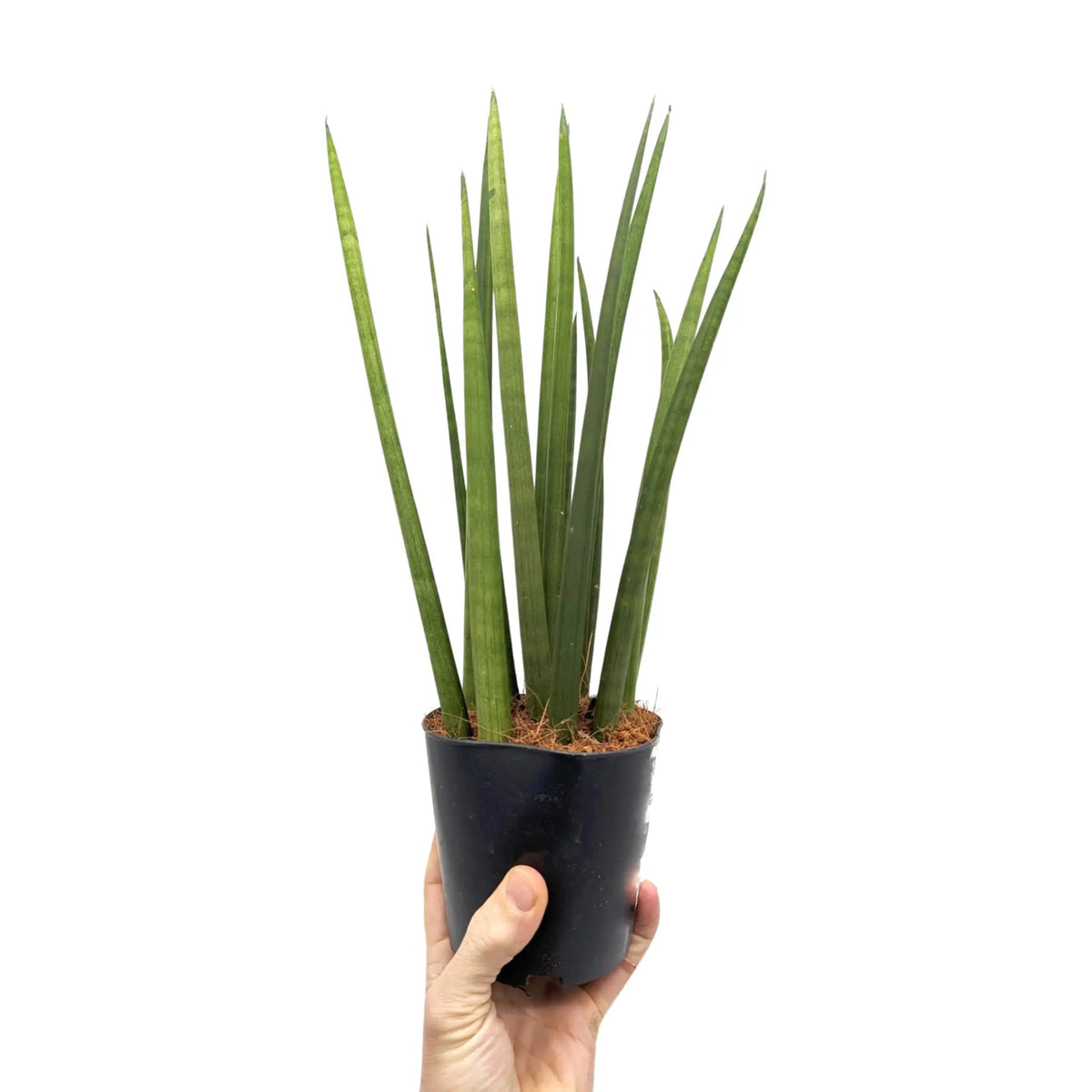 Sansevieria Mikado - Snake plant Leaf Culture