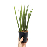 Sansevieria Mikado - Snake plant Leaf Culture