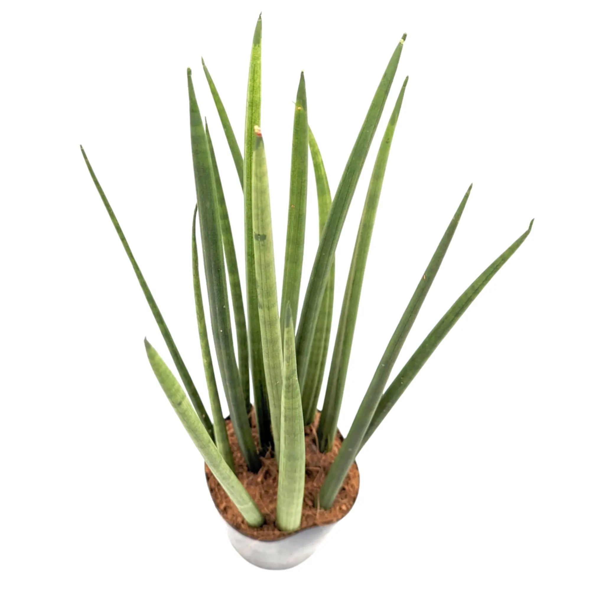 Sansevieria Mikado - Snake plant Leaf Culture