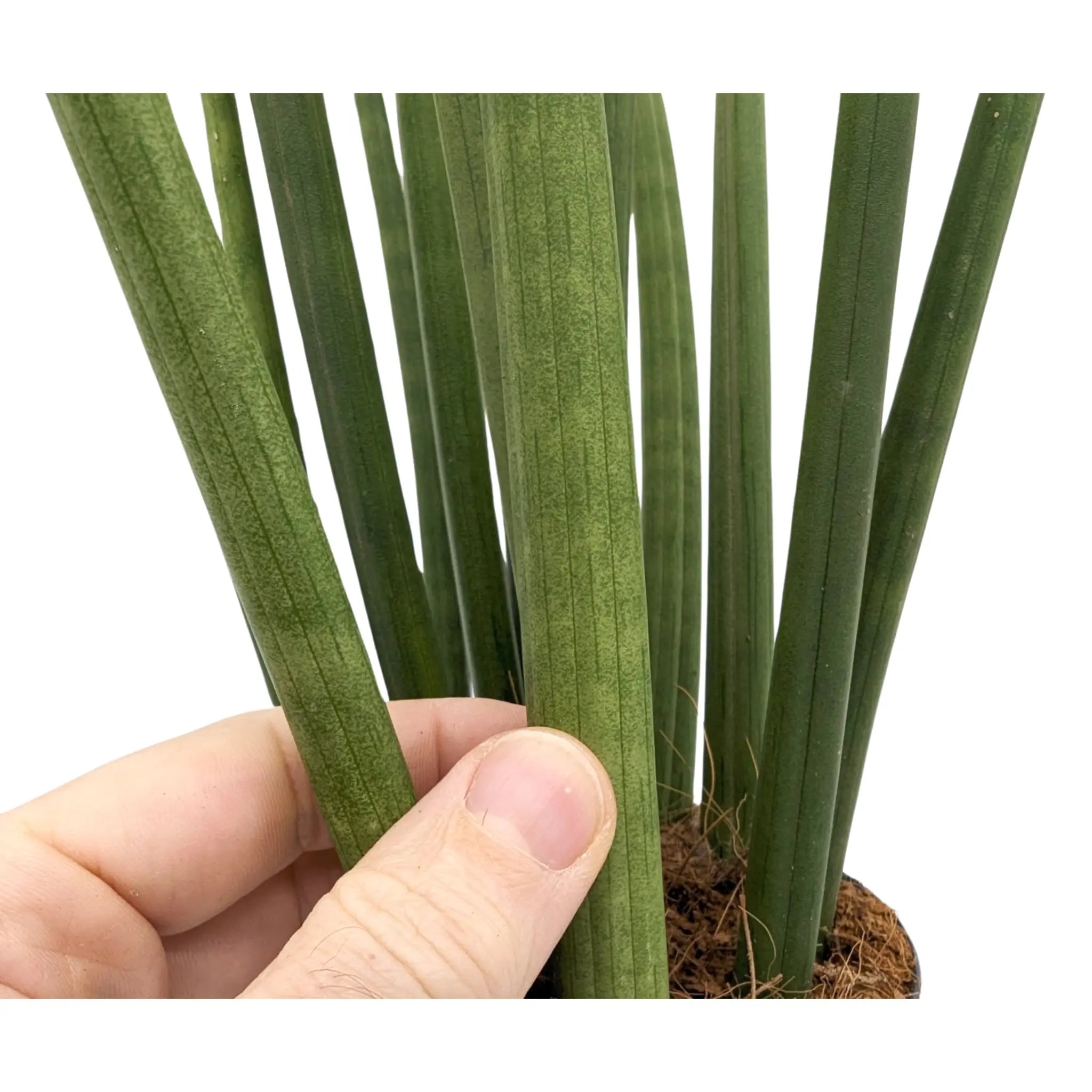 Sansevieria Mikado - Snake plant Leaf Culture