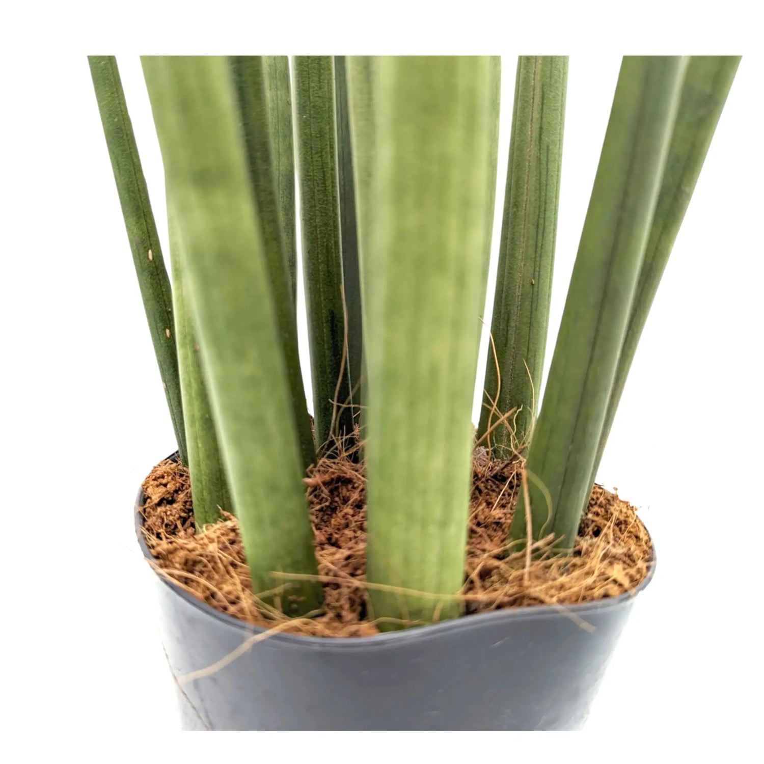 Sansevieria Mikado - Snake plant Leaf Culture