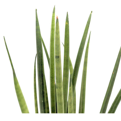 Sansevieria Mikado - Snake plant Leaf Culture