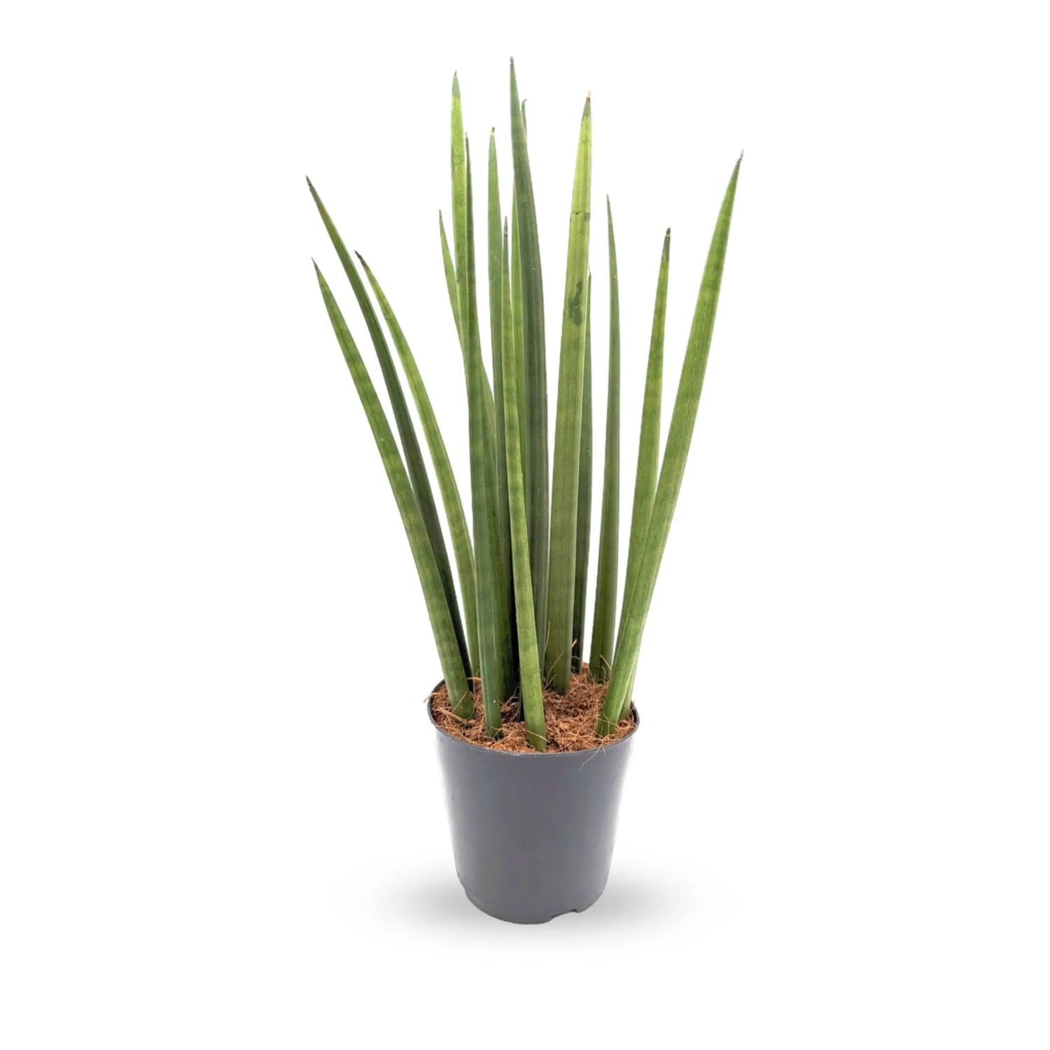 Sansevieria Mikado - Snake plant Leaf Culture