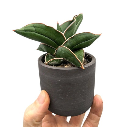 Sansevieria Samurai in Ceramic Pot Leaf Culture