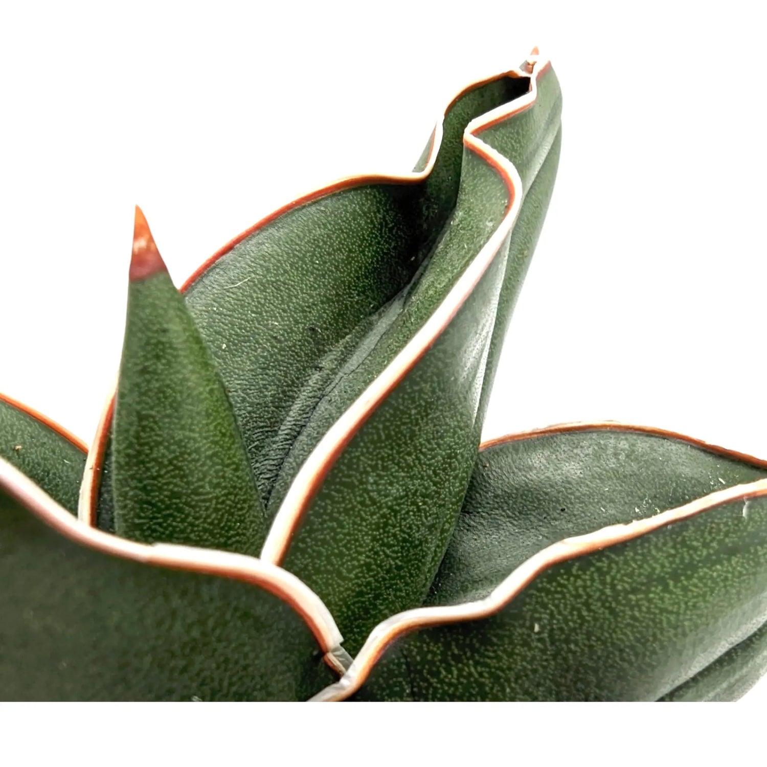 Sansevieria Samurai in Ceramic Pot Leaf Culture