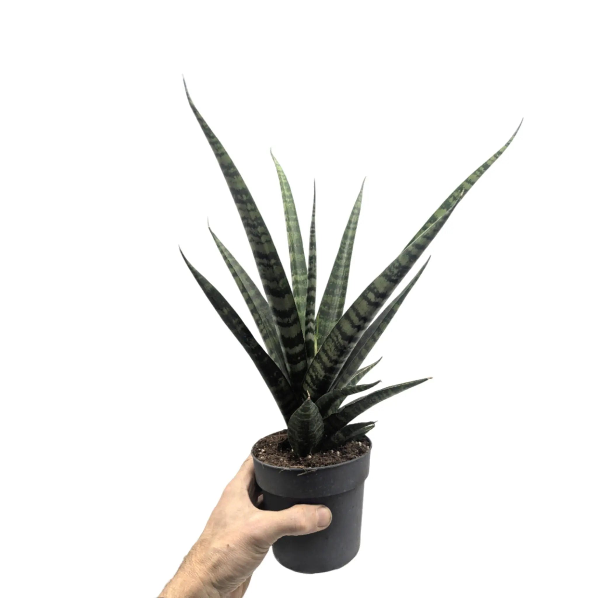 Sansevieria Silver Steel Leaf Culture
