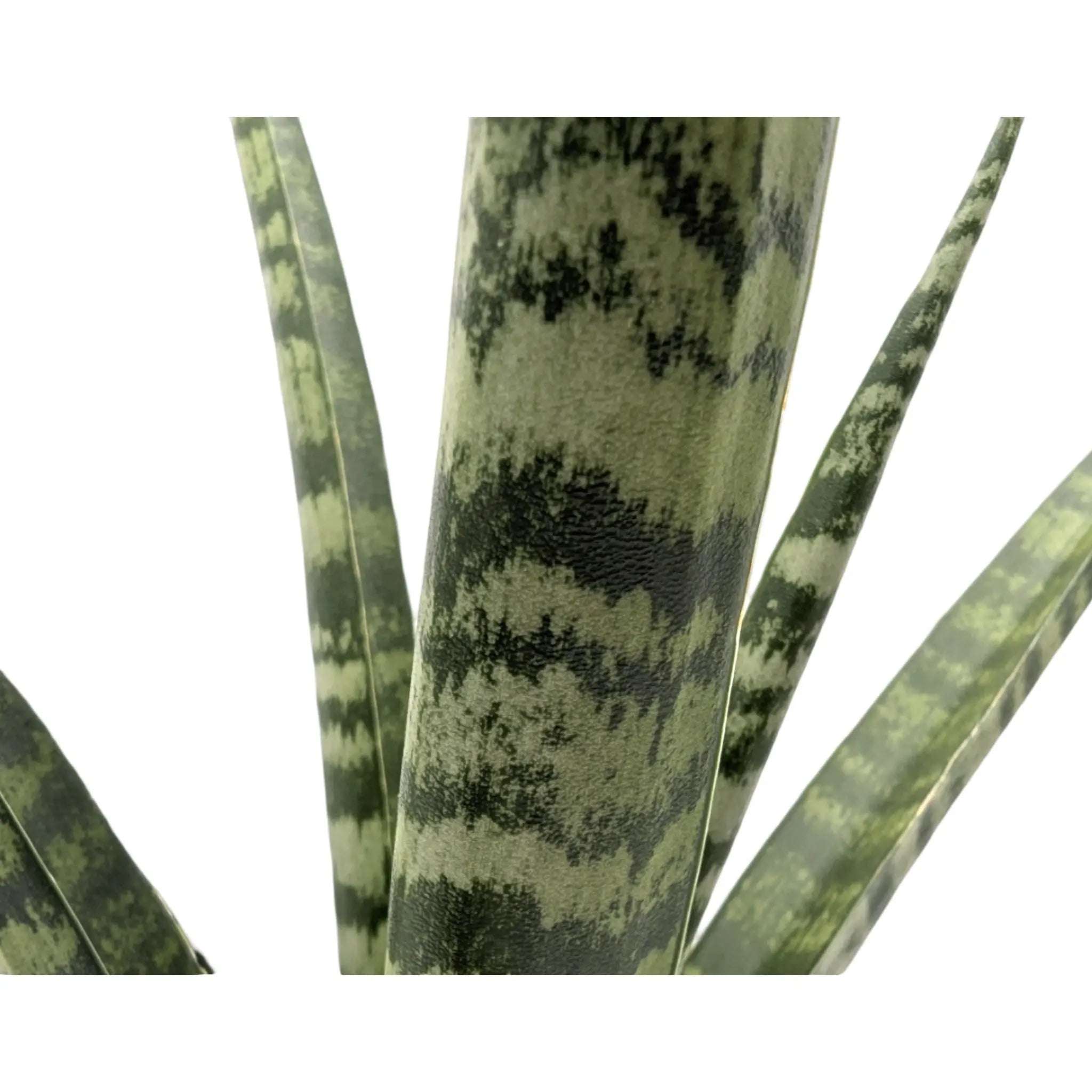 Sansevieria Silver Steel Leaf Culture