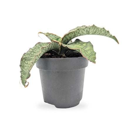 Sansevieria Star Green Granite Leaf Culture