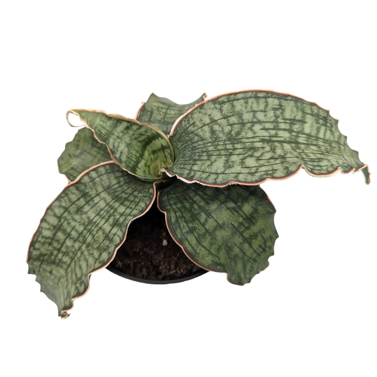 Sansevieria Star Green Granite Leaf Culture